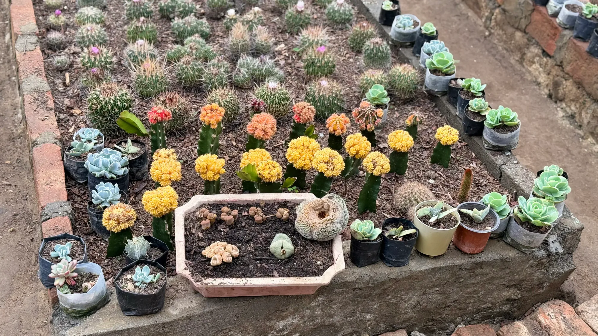 Kalimpong’s famous cactus and succulent nurseries