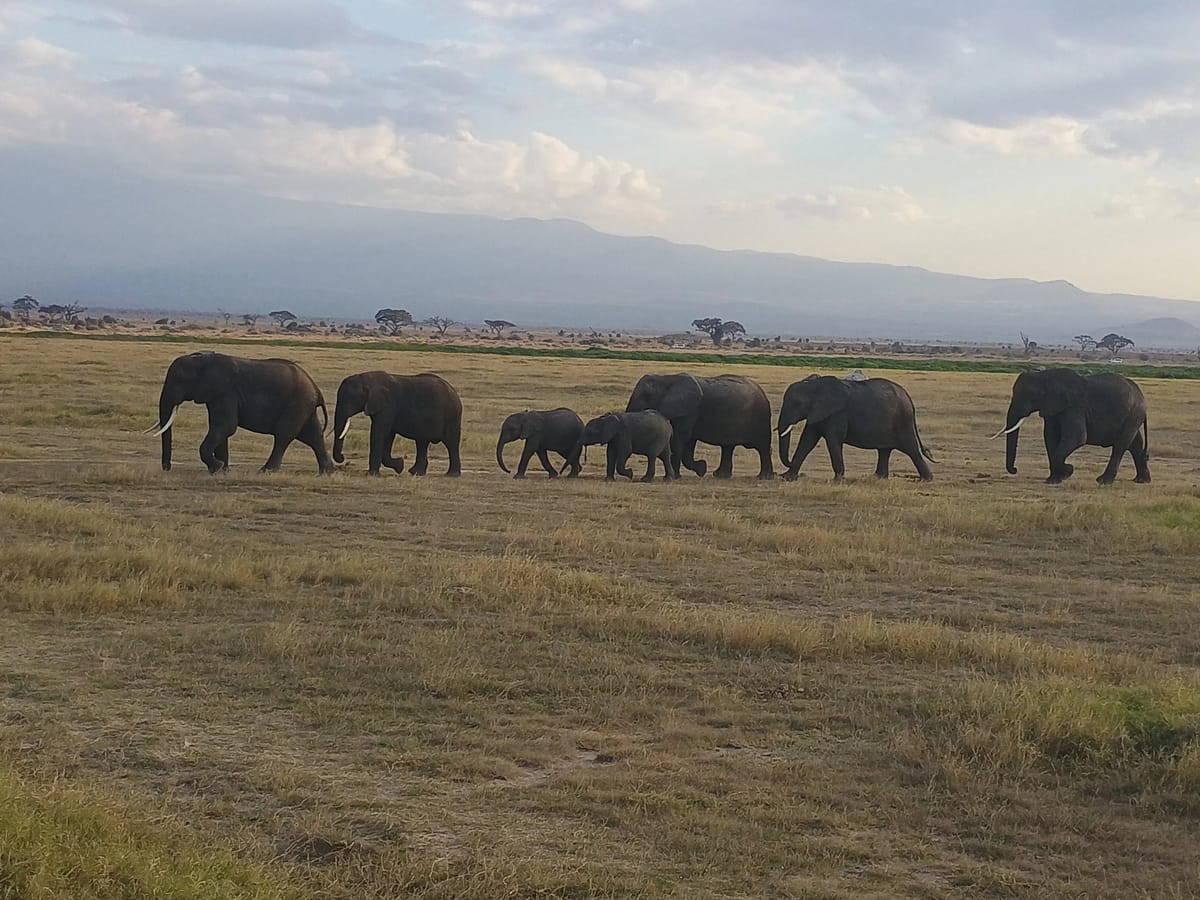 Walking the Rhythm of the Wild- The Palekar’s Kenya Trip Review with Thrillophilia