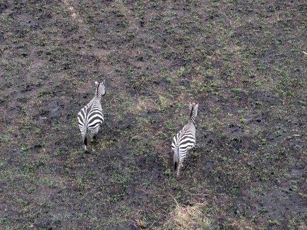 Seven Friends, One Wild Ride: Anshuman’s Kenya Safari with Thrillophilia